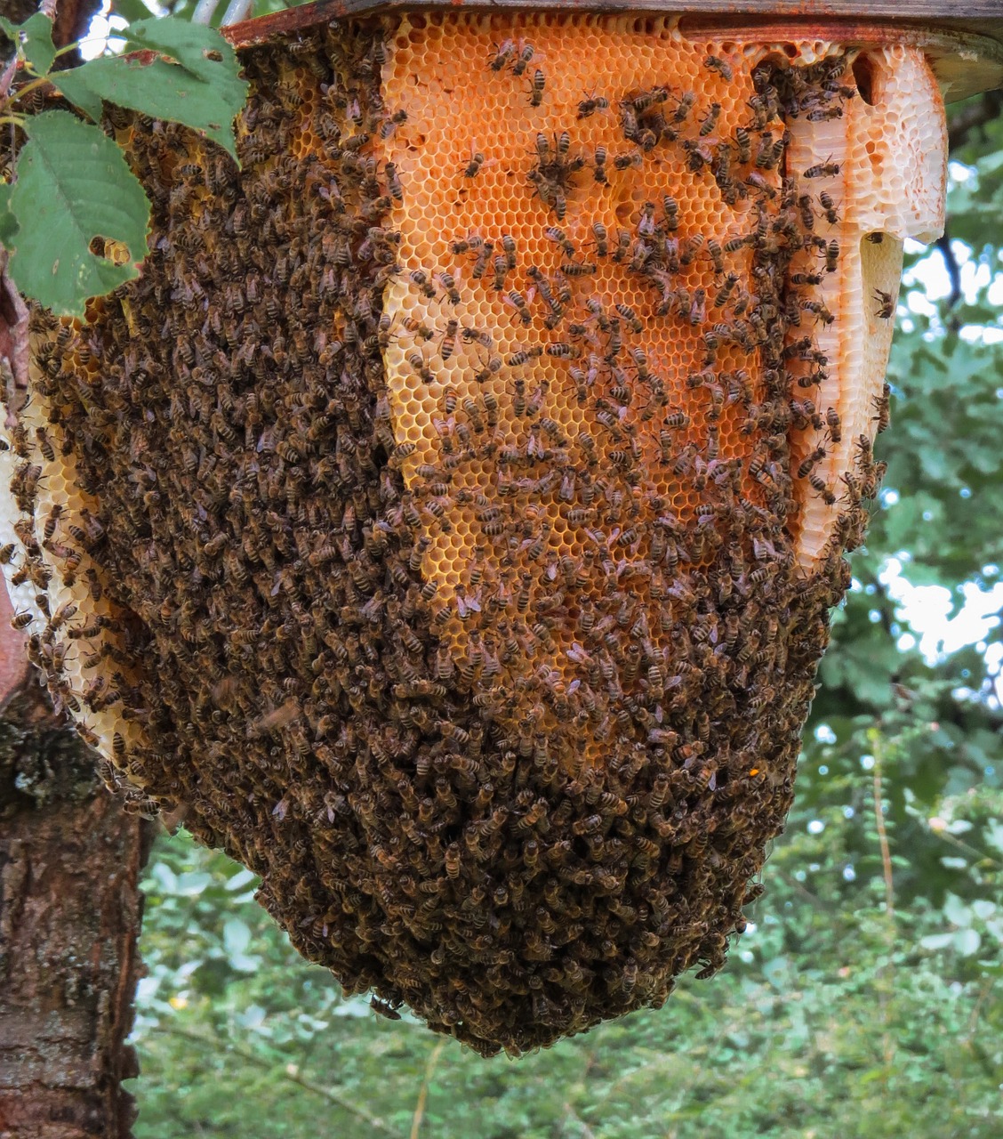 honeycomb, animal, insect, bee-2612075.jpg