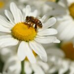 bee, bug, pollinate-6373748.jpg