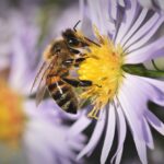 bee, honey bee, insect-4579486.jpg