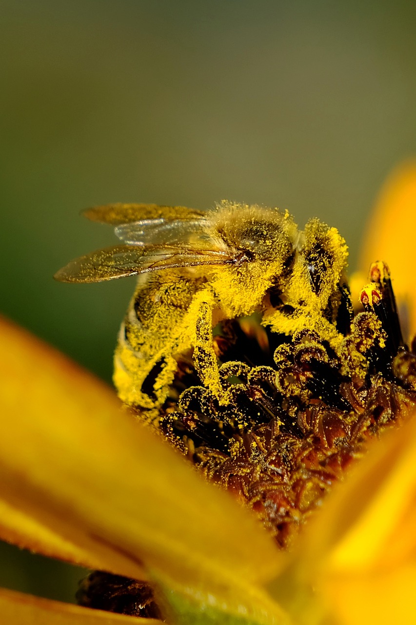 bee, insect, flower-6932802.jpg