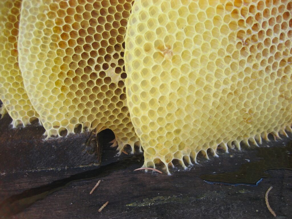 honey, honeycomb, bees-1340050.jpg