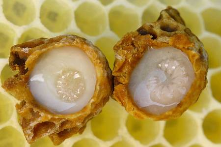 queen bee-bees-honey-beekeeping-insect-honeycomb-royal jelly