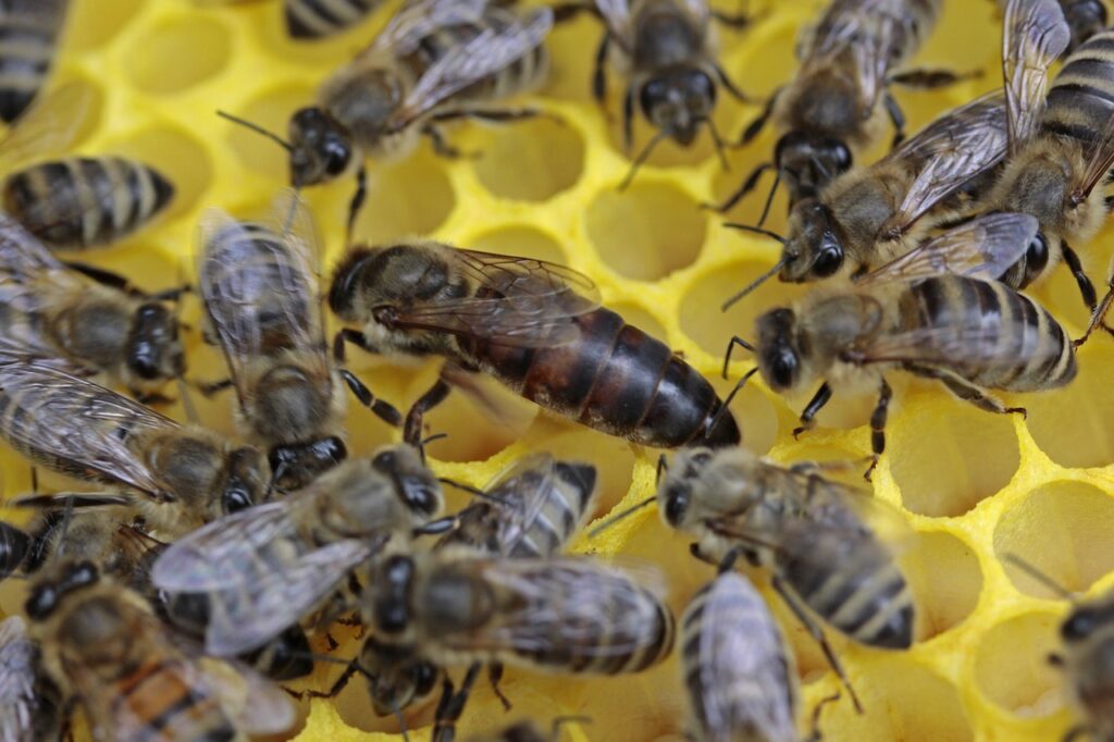 bees, queen, honeycomb-honey-beekeeping-insect